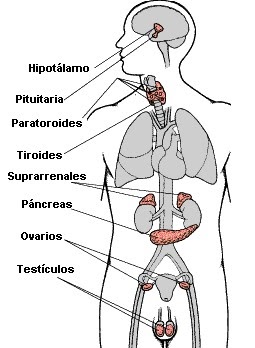 sistemas y aparatos del cuerpo humano: sistema endocrino