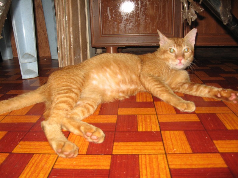 Sumitra's male cat neutered AnimalCare