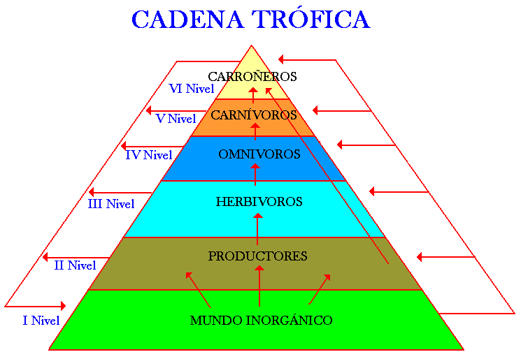 COMO SE ESTRUCTURA LA POBLACION como se estructura la poblacion: