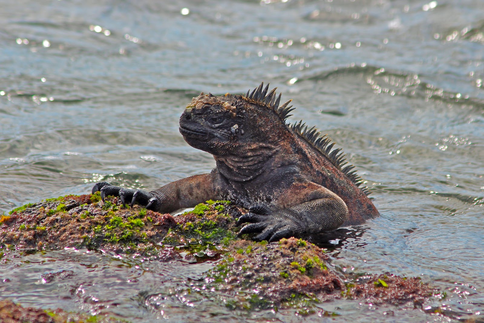 Nature Photography: Galapagos Reptiles & Turtles
