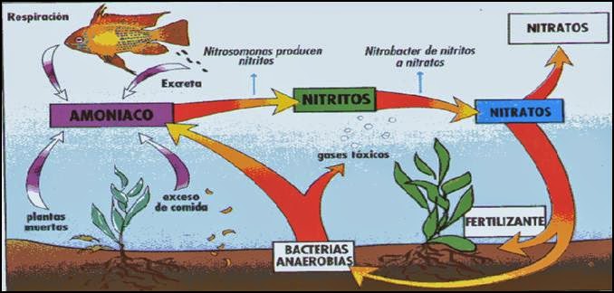 IMPORTANCIA TIENEN BACTERIA INDUSTRIA importancia tienen bacteria industria: