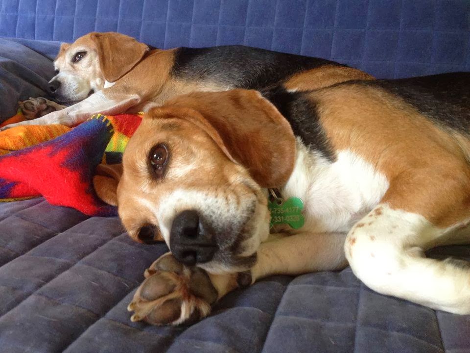 Life With Beagle Adopt a senior pet PLUS Beagle Freedom Project saves