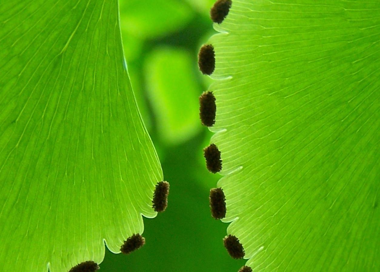 Info dan Jenis Tanaman Hias Adiantum atau Suplir Tanaman