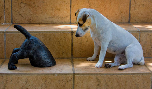 15 fotos de animais em situações engraçadas