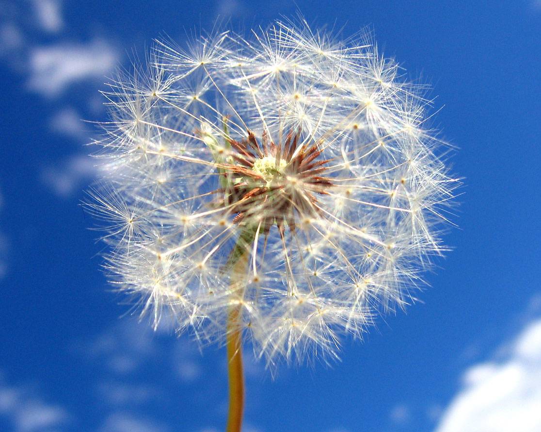 dandelion white