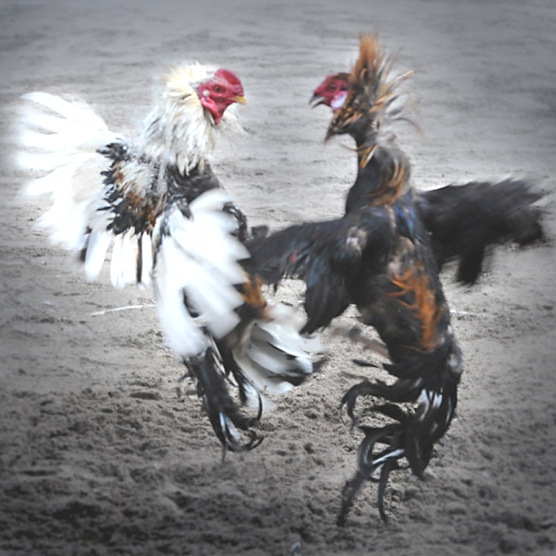 ilmu pengetahuan alam Interaksi Antar Komponen Ekosistem