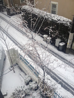 雪が積もる十月桜