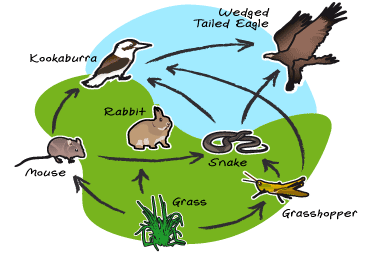 essay on interdependence of plants and animals Plant and animal interdependence plants and animals depend upon each other for survival these model resources explain the importance of this delicate chain of life. essay on interdependence of plants and animals Plant and animal interdependence plants and animals depend upon each other for survival these model resources explain the importance of this delicate chain of life.