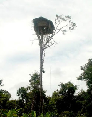 Amazing Treehouses Seen On www.coolpicturegallery.us