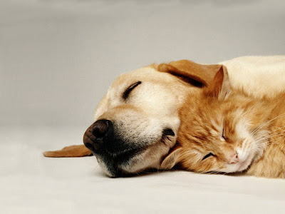 Sleeping-cat-and-dog-Wallpaper.jpg
