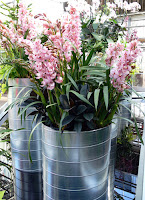 Orchid Display
