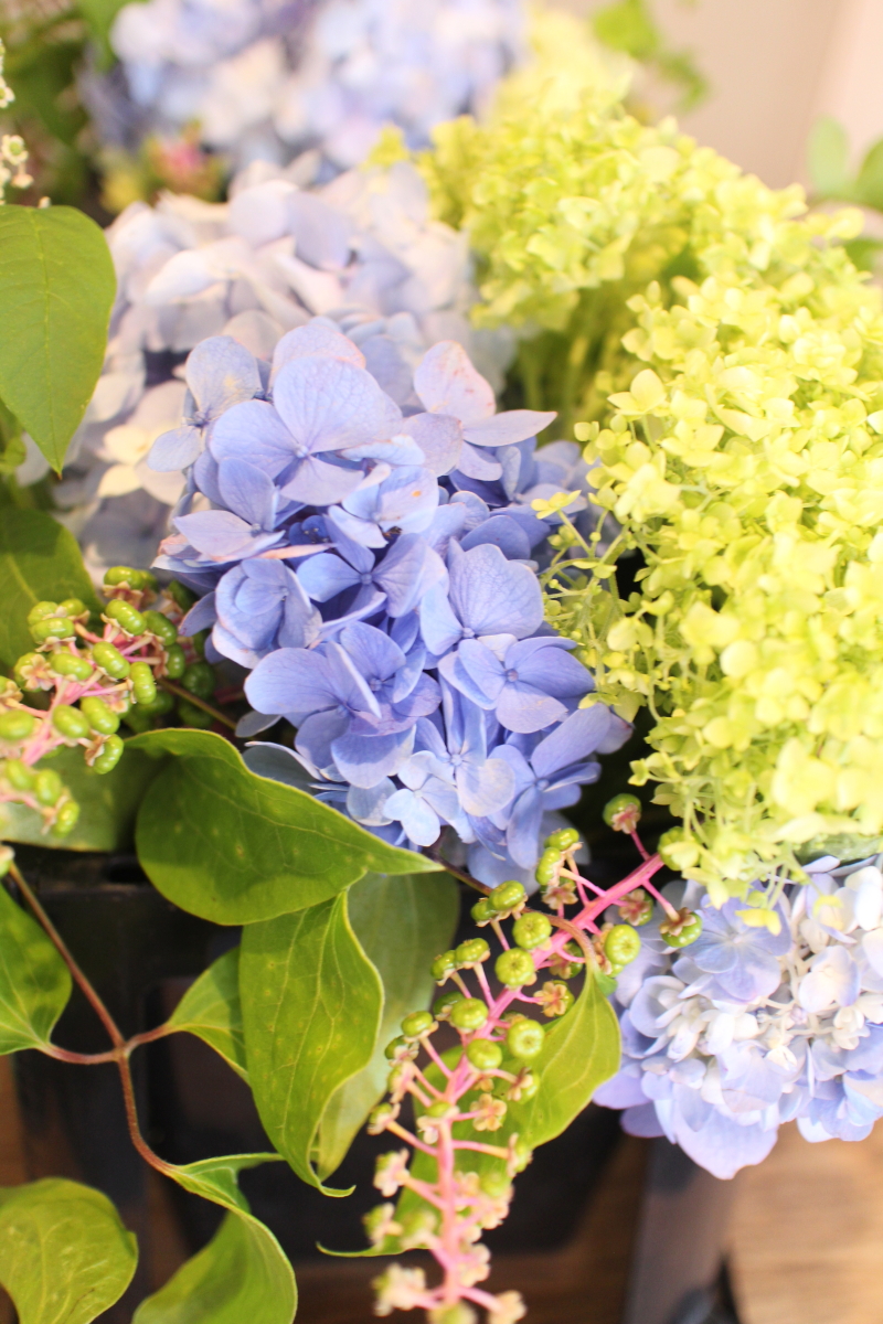 霞色のロンドンにて 花と緑を楽しむ日々 夏の花たちと遊ぶ アイロニー芦屋