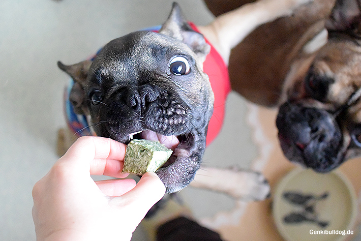 Frischkäse-Spinat Muffin Rezept für Hunde Frischkäse-Spinat Muffin Rezept für Hunde