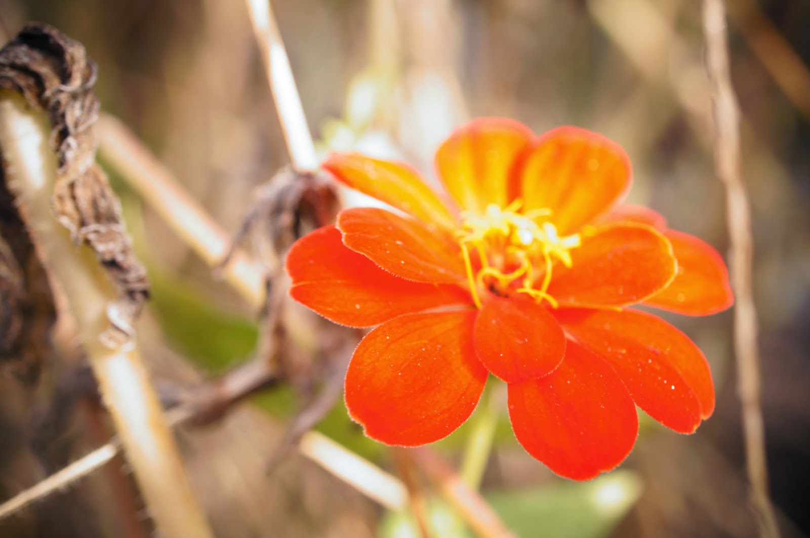 100 flowers royalty free pictures 1 million free pictures