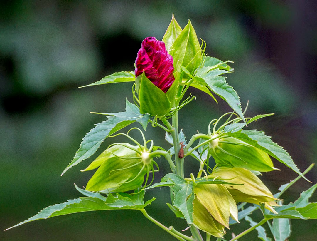 Hibiscus