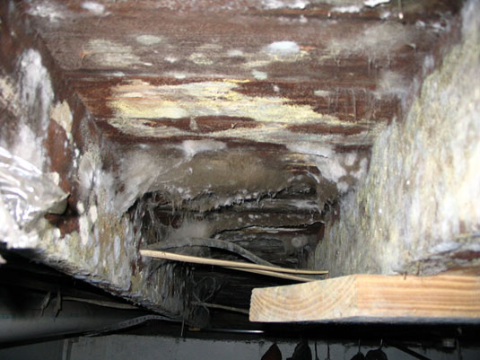 mold removal