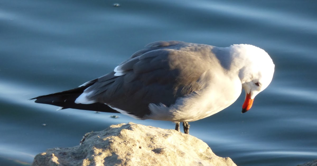 birds on the brain a north carolinean birds los angeles birds on the brain a north carolinean birds los angeles