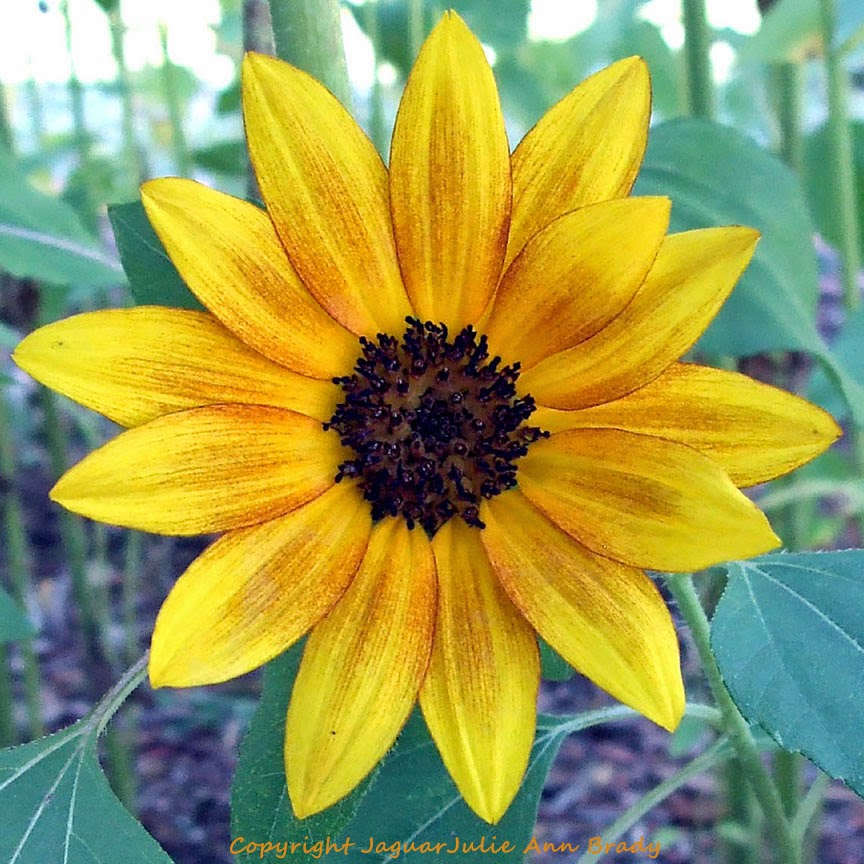 Julie Ann Brady Blog On Beautiful Early Sunflower Blossoms