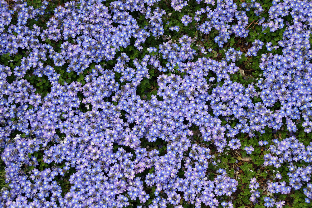 W & W Nursery & Landscaping Ground Covers