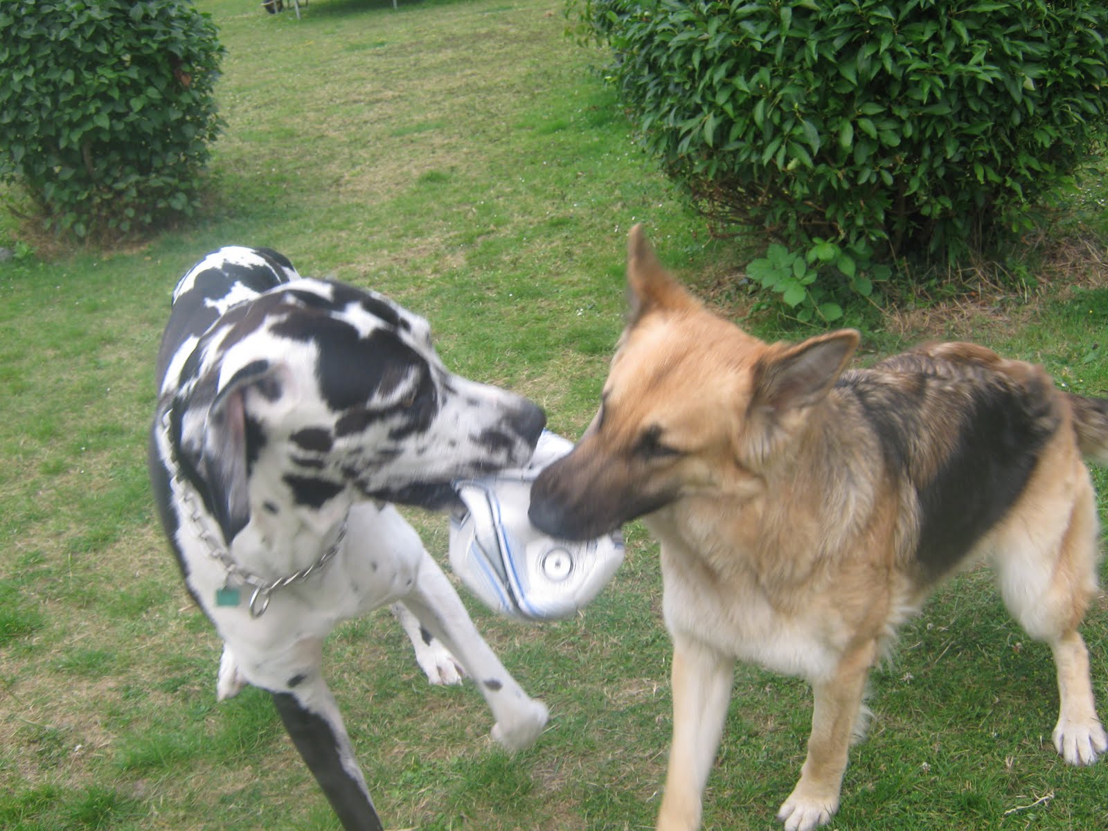 fav. dog&amp;what kind you have
