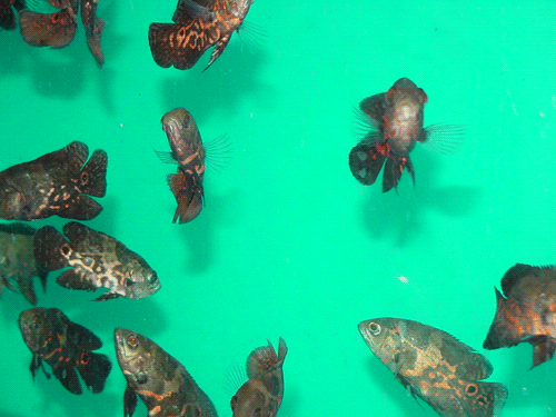 Jendela Hewan Budidaya Ikan Oscar