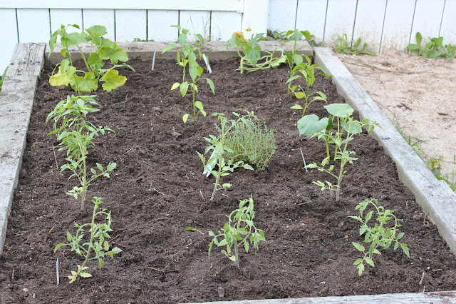 Early stages of a garden