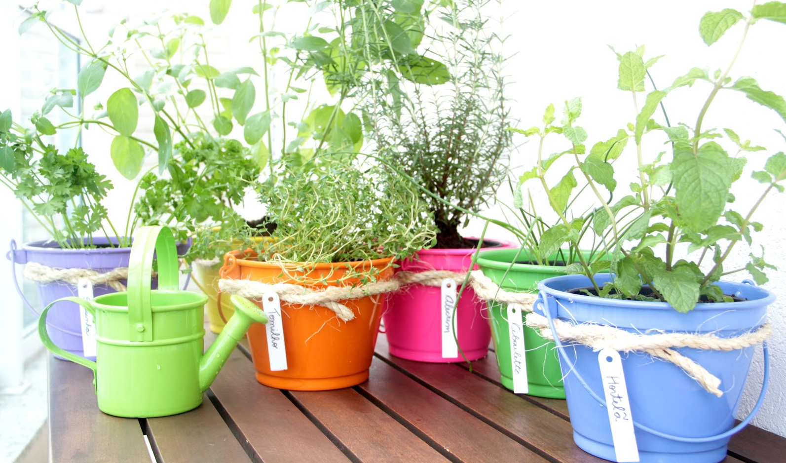 mini jardim de temperos:temperos naturais. Nem sempre temos a possibilidade de ter um jardim mini jardim de temperos:temperos naturais. Nem sempre temos a possibilidade de ter um jardim
