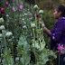 Menores mexicanos ven mejores oportunidades trabajando en campos de opio
