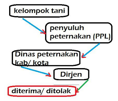 diagram bebek petelur pedaging alur pengajuan proposal bantuan ternak