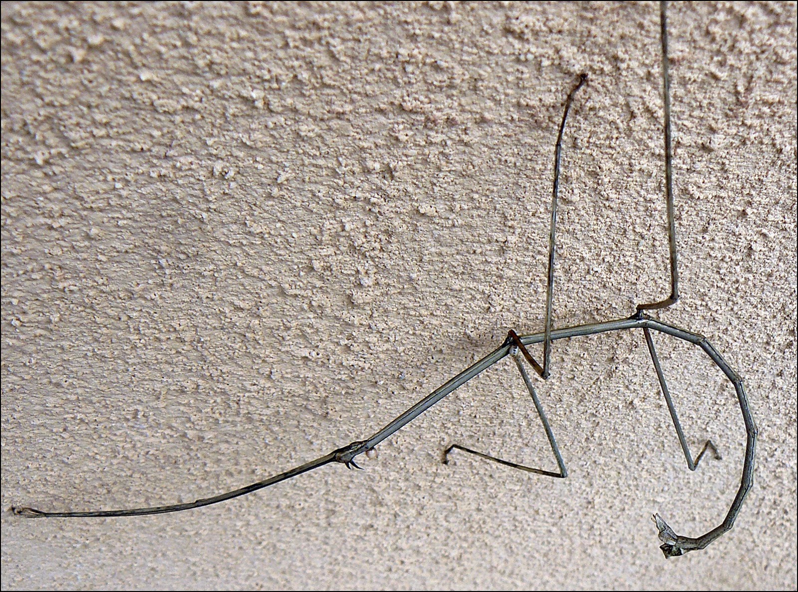 closeup of costa rican stick insect