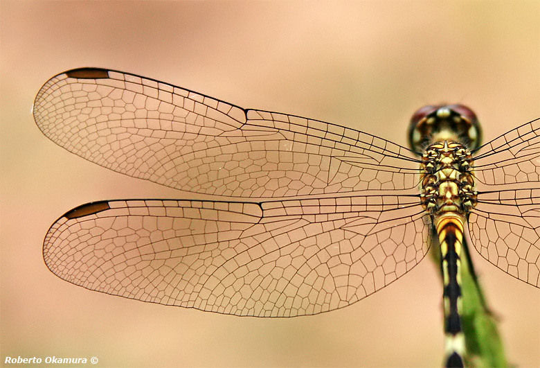 Significado mágico da chave voadora com asas de libélula