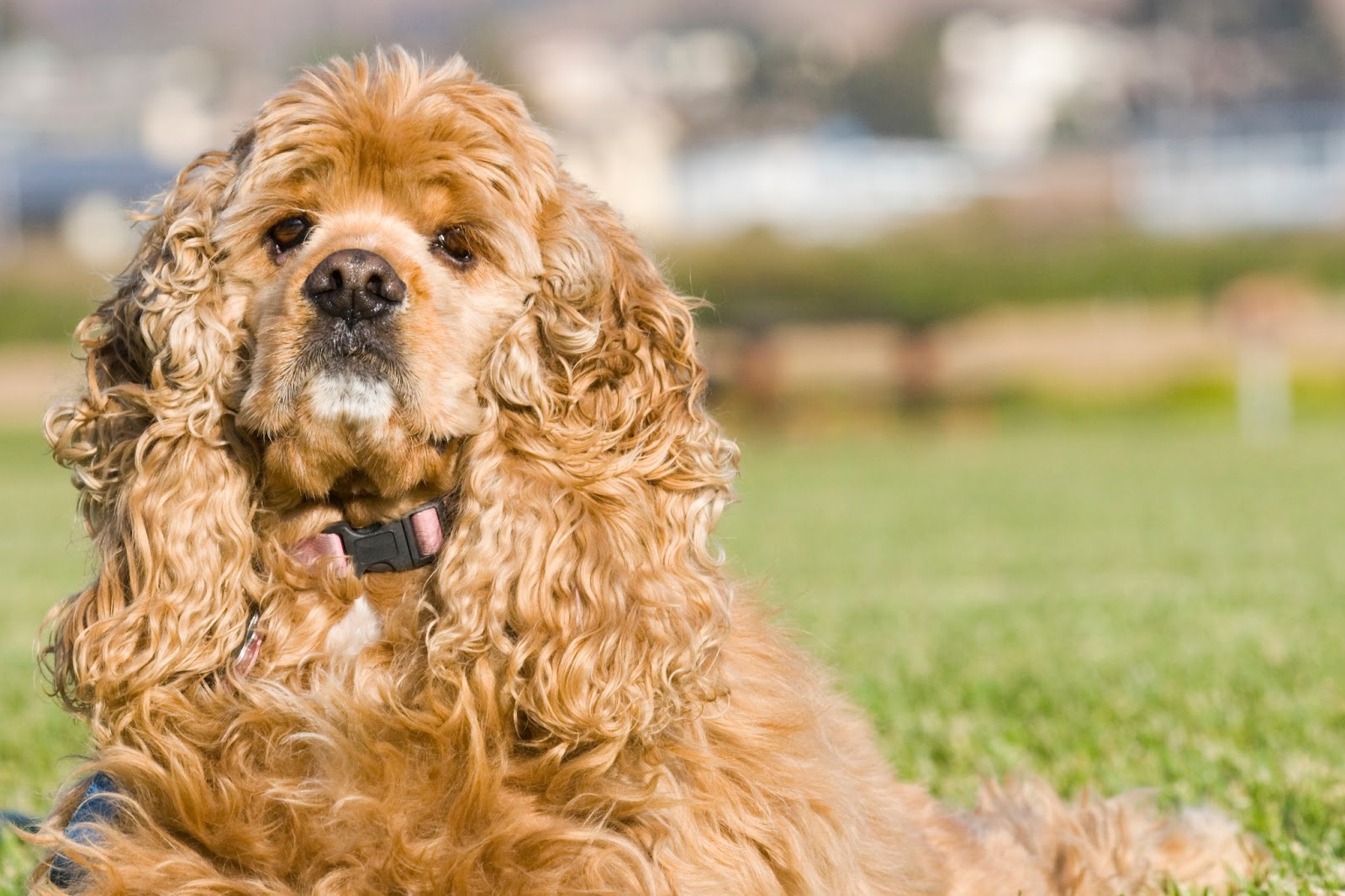 American Cocker Spaniel Animals Library