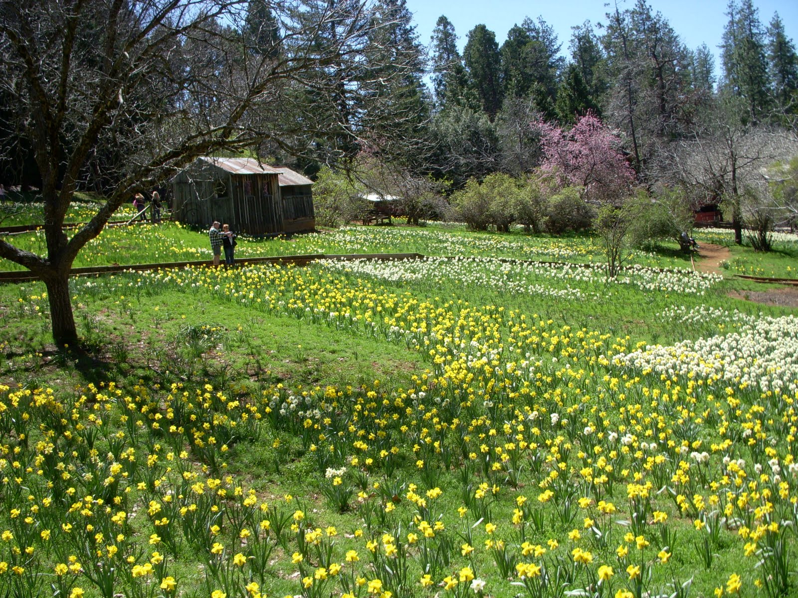 NorCal Mild Hogs Daffodil Hill Run