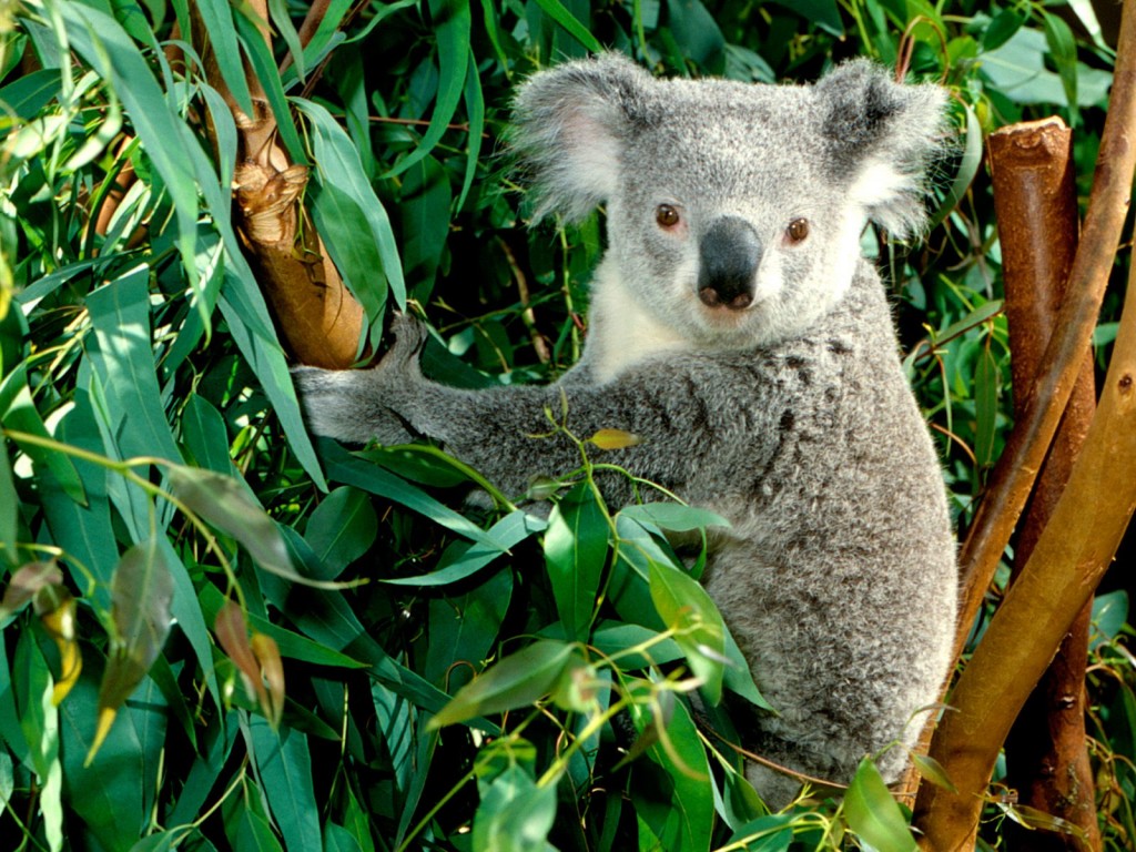 Koala The Life of Animals