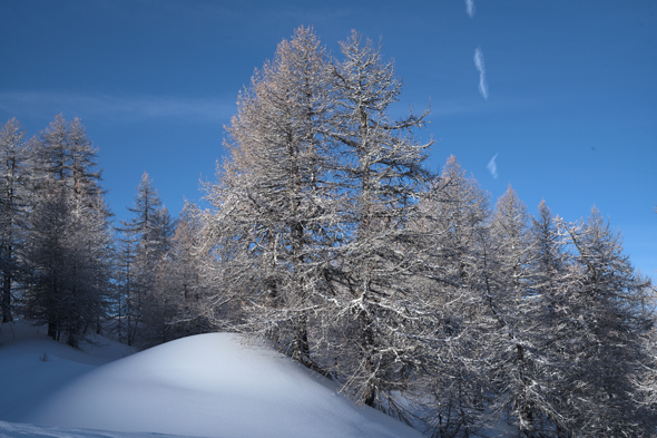 Fotografia di prova della nuova Leica M Fotografia di abete coperto di neve scattata con la nuova Leica M