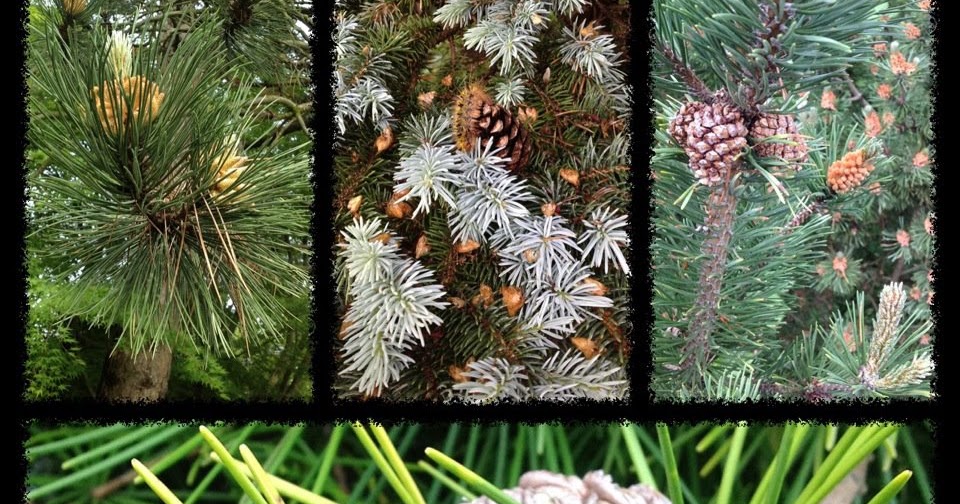 Jessica's wonderful world of plants Gymnosperms