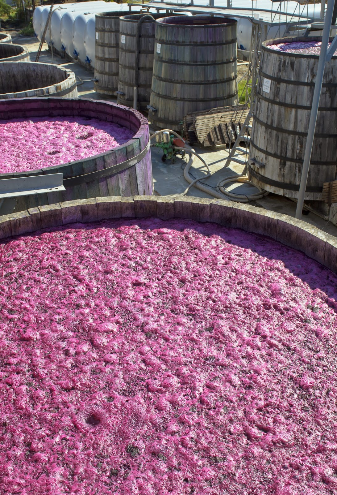 Seven Springs Winery The Fermentation Process of Wine
