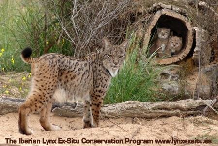 Lynx 3