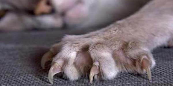 Maksud Mimpi Di Cakar Kucing Gosiplara