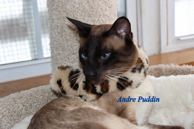 Andre Puddin