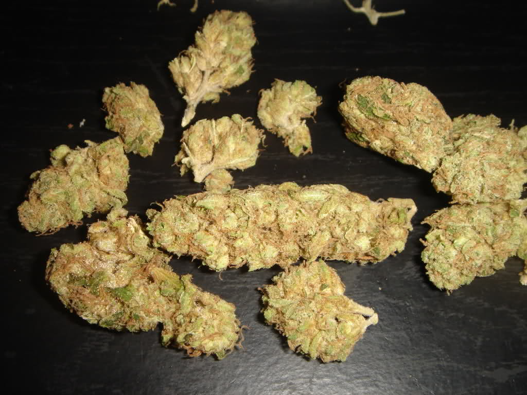 chemdog weed