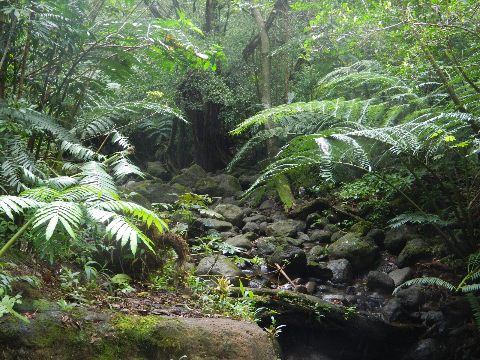 Hawaii to Jurassic Park"