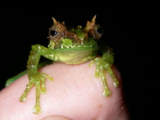 Species New to Science [Herpetology • 2008] Gracixalus (Philautus