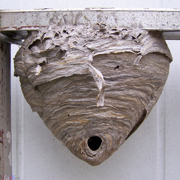 Bald-faced_hornet_nest%255B1%255D.jpg