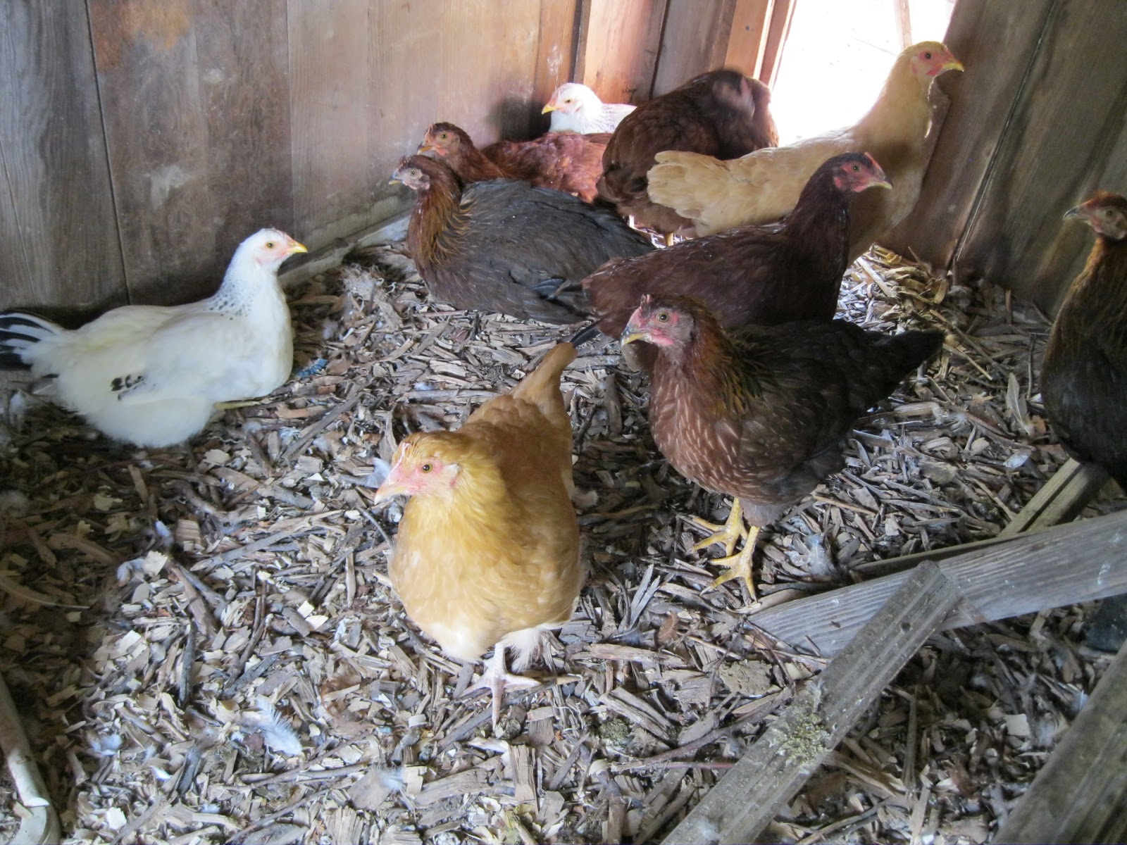 AMY'S HARVEST Harbor Freight 6x8 Greenhouse