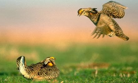 10 Strange Animal Mating Rituals (Slideshow) Prairie Chickens: Strut Your Stuff - 10 Strange Animal Mating Rituals (Slideshow)