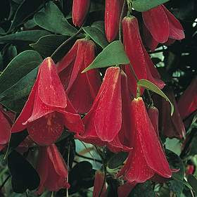 Copihues, la flor nacional de Chile.