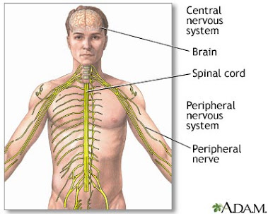 The Central Nervous System