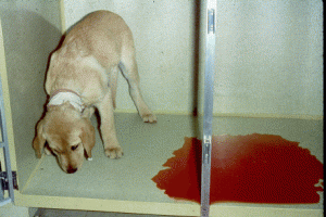 parvo diarrhea cure hoax potential remedies herbal danger days
