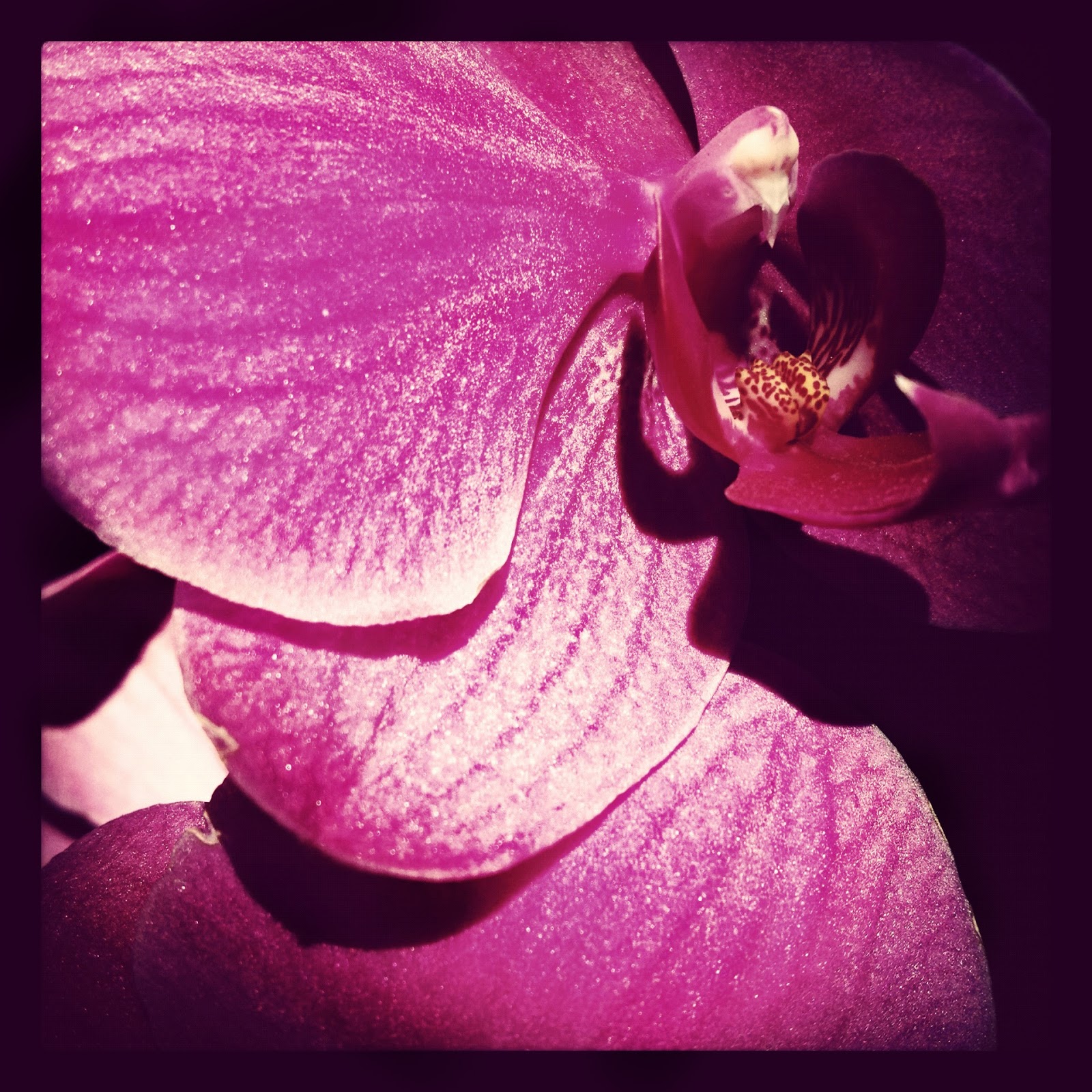 Orchid